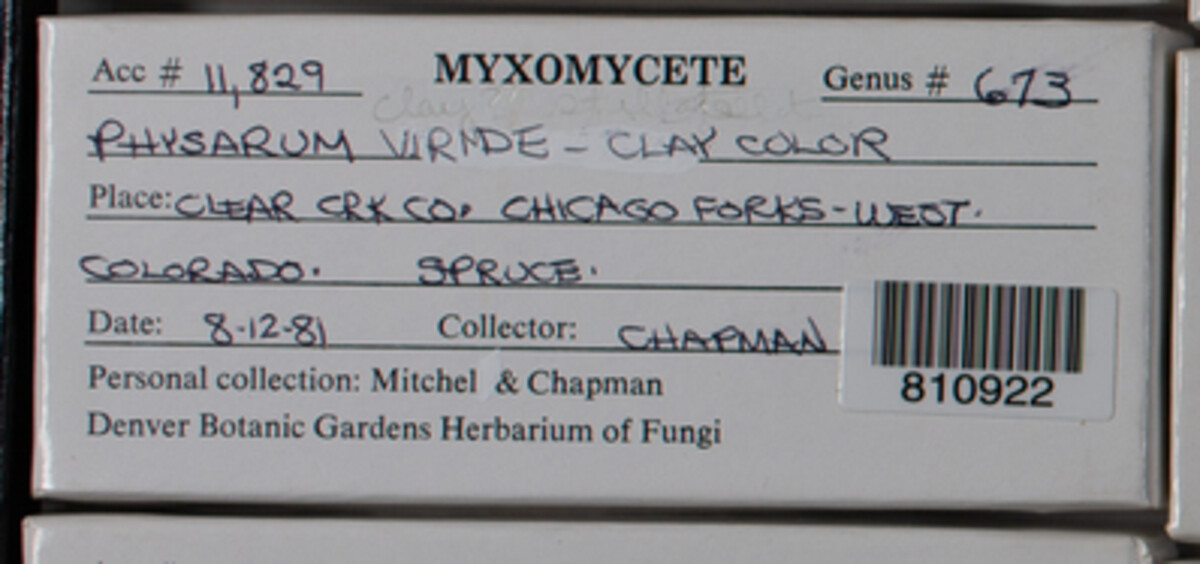 Physarum image